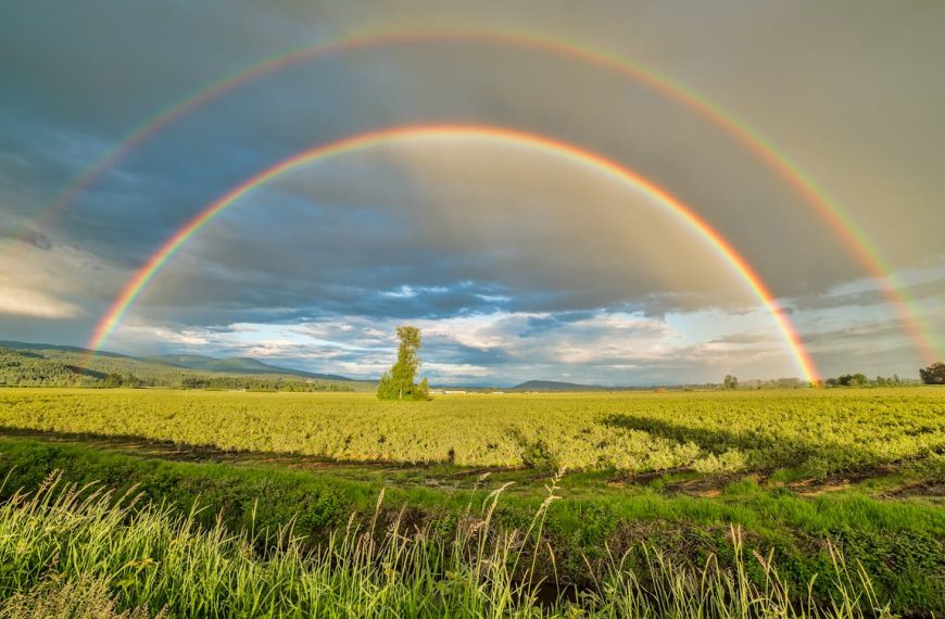 The Healing Canopy: How Nature Enhances Our Well-being